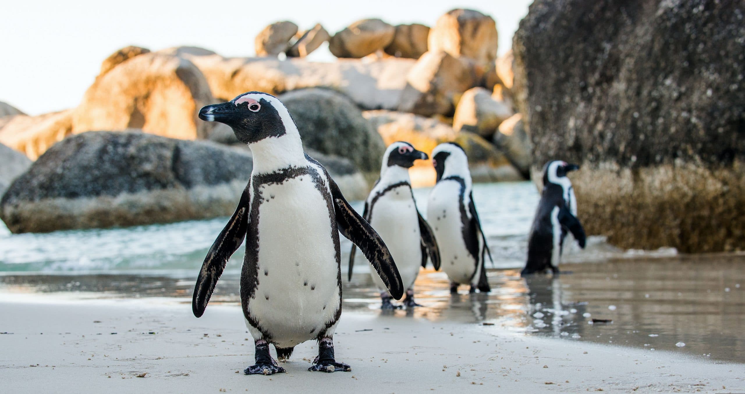 A group of African penguins walking along the sand at Boulders Beach, Cape Town