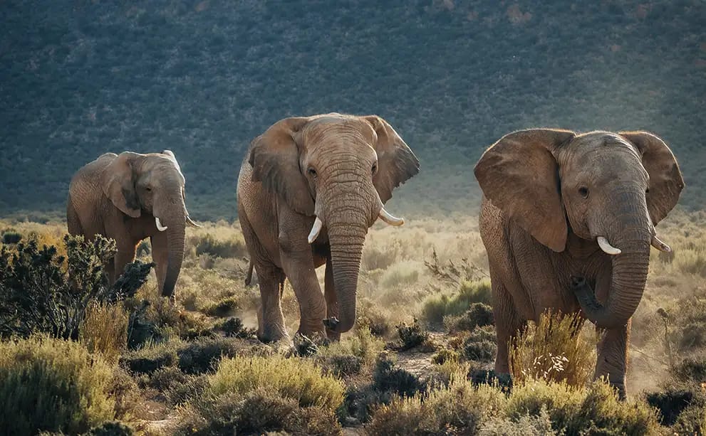 Three African elephants walking through the Karoo savannah at Aquila Private Game Reserve
