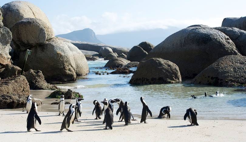 African penguins among the granite boulders at Boulders Beach, Cape Town
