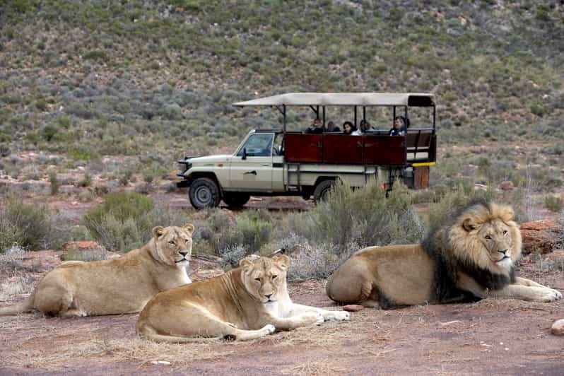 A pride of lions resting near a safari game viewing vehicle at Aquila Private Game Reserve