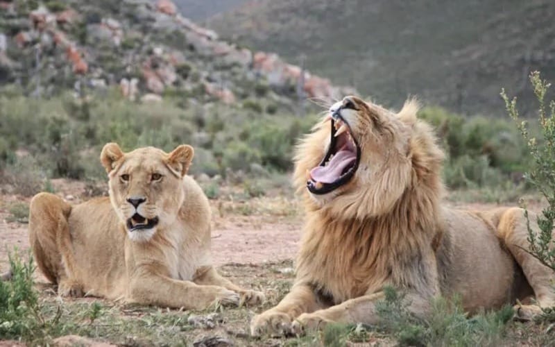 A male lion roaring beside a lioness at Aquila Private Game Reserve